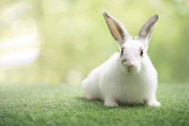 小兔子在绿色的草地上坐着或玩着，可爱的兔子在春天的花园自然背景的草地上图片下载