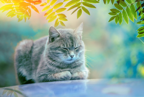 一只可爱的灰猫睡在花楸花园的车顶上图片下载