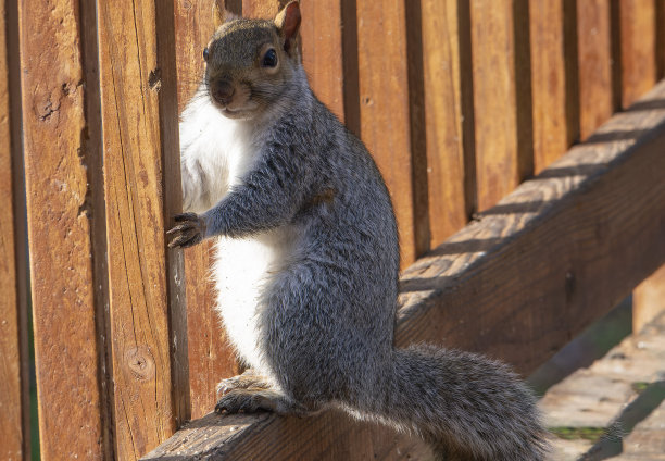 后院甲板上的松鼠图片下载