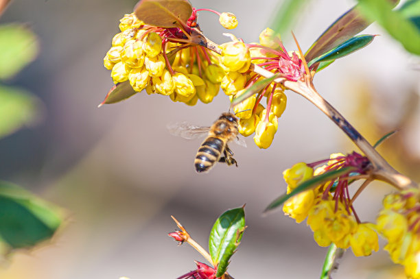在模糊的背景下，一只蜜蜂从一朵黄色的花中采蜜的微距照片图片下载