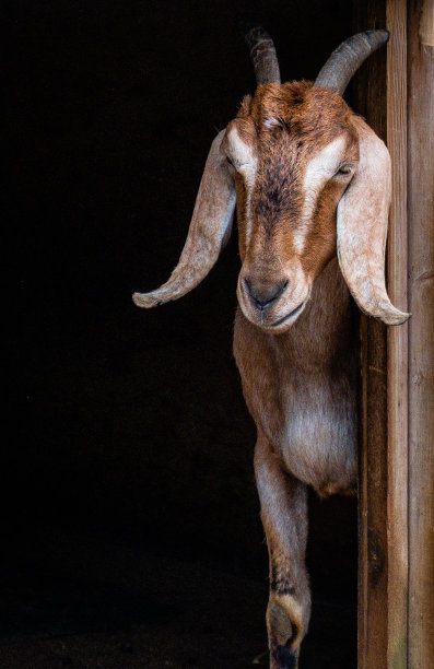 黑暗中一只棕色山羊的垂直镜头图片下载
