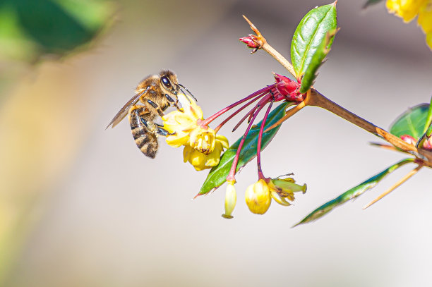 在模糊的背景下，一只蜜蜂从一朵黄色的花中采蜜的微距照片图片下载