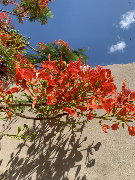 艳丽的图片下载