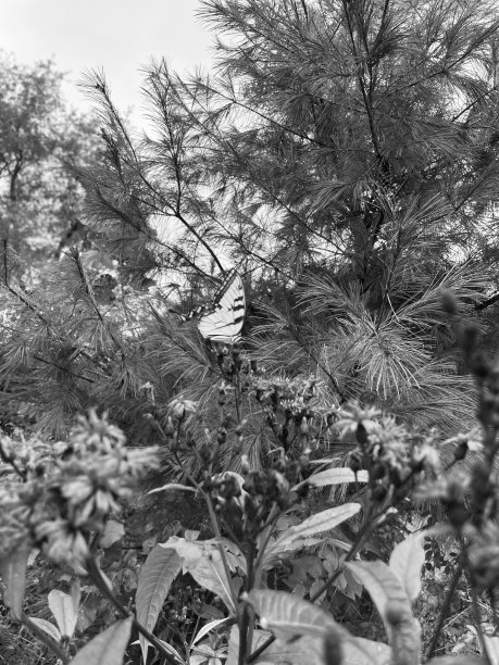 美丽的蝴蝶图片下载