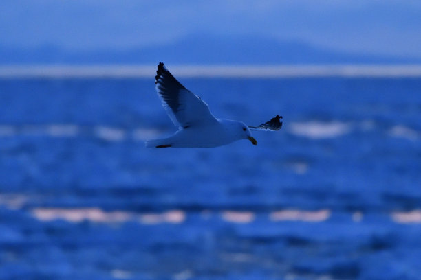 冬天在浮冰上观鸟图片下载