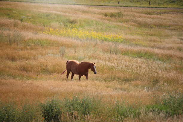 红罗安马在牧场上散步图片下载