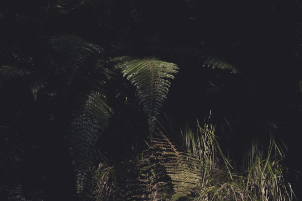 阳光落在森林里的蕨类叶子上图片下载