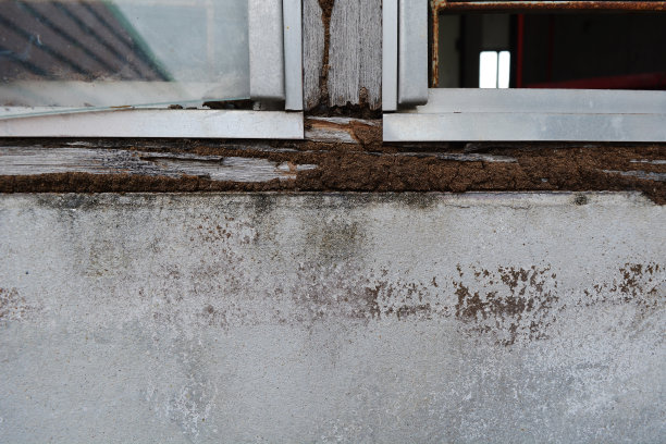 窗木被白蚁长期啃食而损坏图片下载