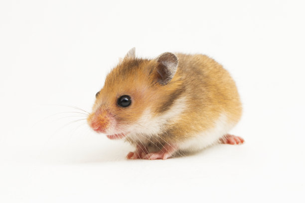 白色背景上的叙利亚仓鼠图片下载