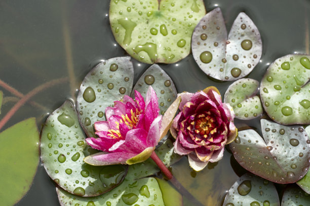 近距离照片的粉红色纽纽法花在水中图片下载