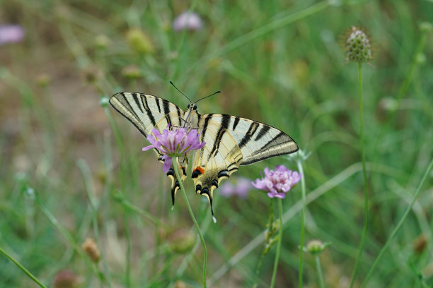 草地上紫色花朵上一只稀有燕尾鸟的宏观照片图片下载