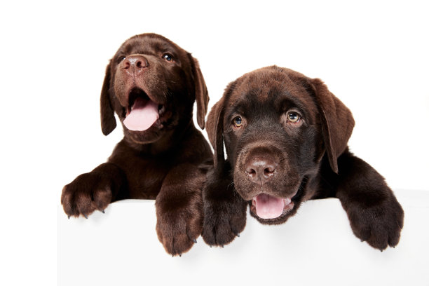 可爱的狗的肖像，拉布拉多小狗孤立在白色的工作室背景。奇怪的狗图片下载