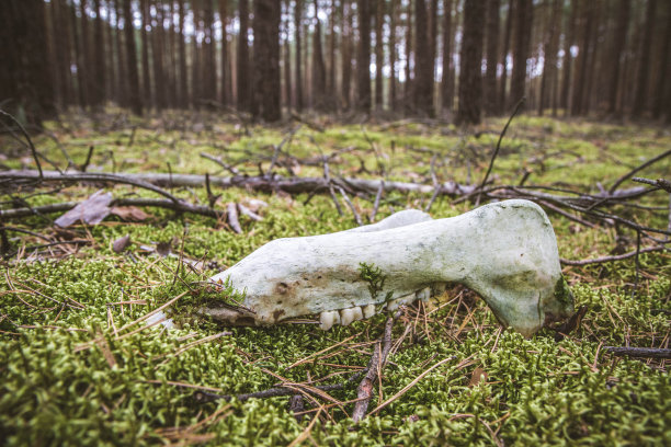 动物的下颌图片下载