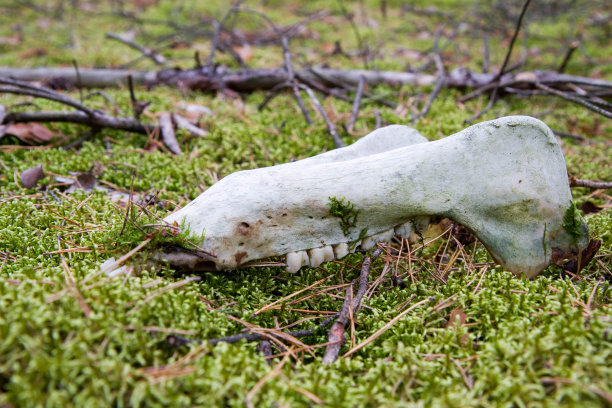 动物的下颌图片下载