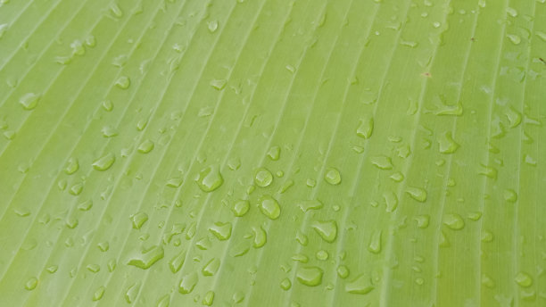 雨点溅在芭蕉叶上图片下载