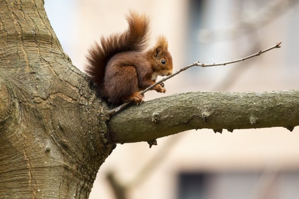 森林里一只可爱的松鼠站在树枝上的美丽照片图片下载
