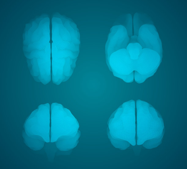 设置三维矢量网络大脑。图片下载