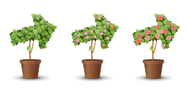 向量集。在白色的背景下，盛开的玫瑰孤立在树木上图片下载