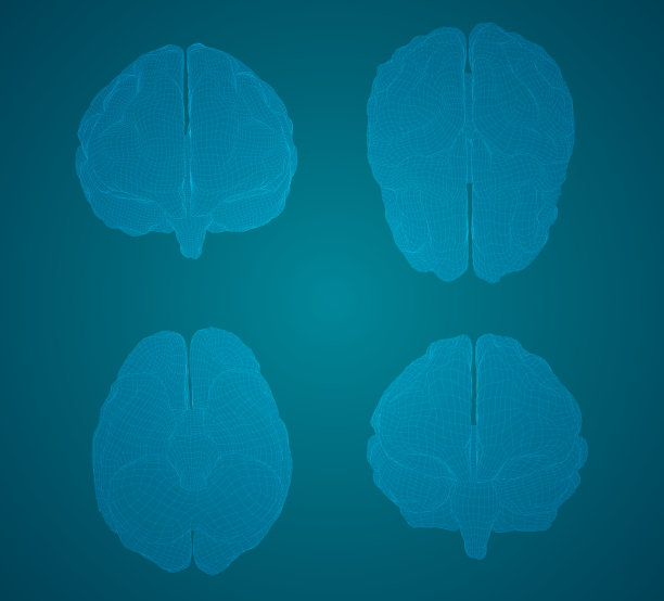 设置三维矢量网络大脑。图片下载