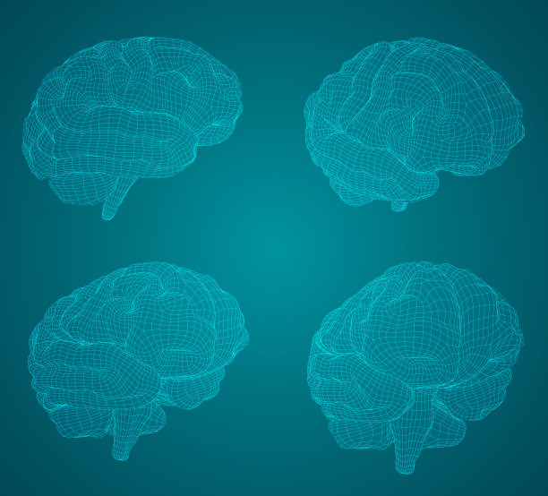 设置三维矢量网络大脑。图片下载