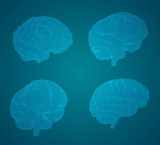 设置三维矢量网络大脑。图片下载