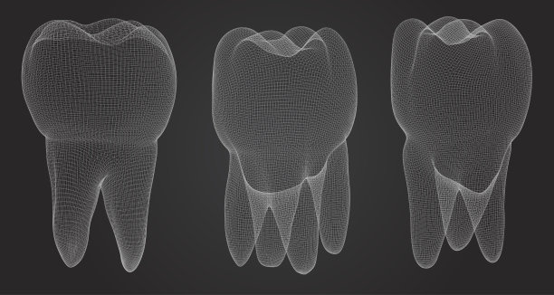 牙科医学的三维牙齿向量集。图片下载