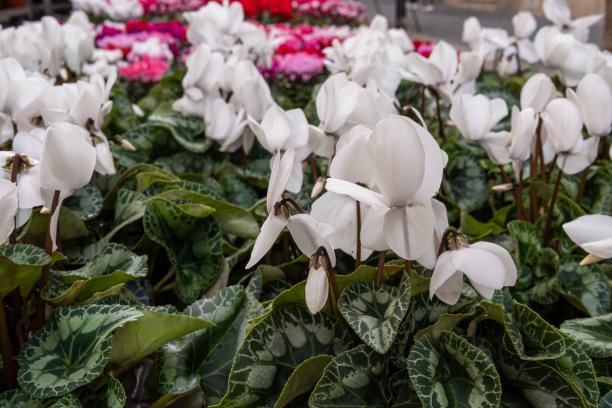 高山紫植物，仙客来图片下载