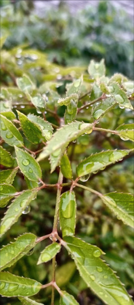 新鲜的叶子图片下载