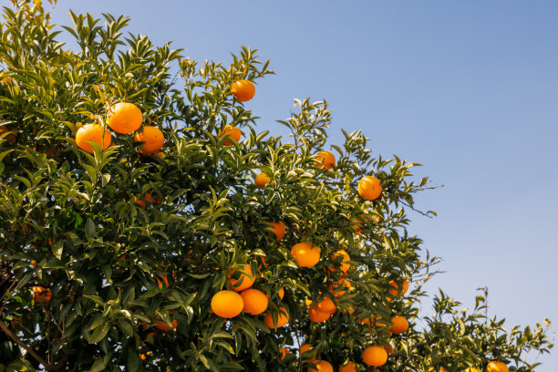 蓝天下生长着新鲜的橘子图片下载