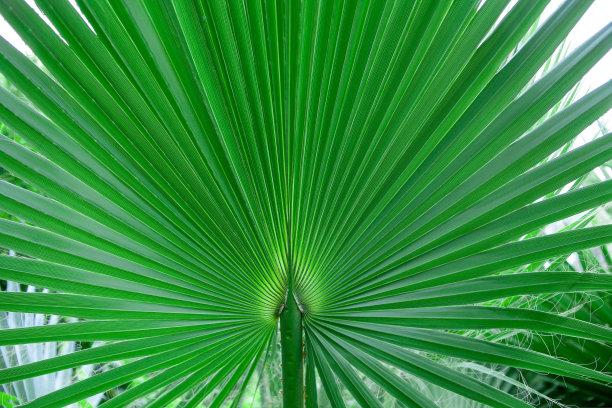 单片绿色棕榈叶。圆叶Livistona棕榈树特写。绿色棕榈叶纹理的背景图片下载