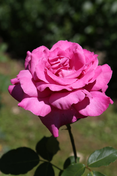 莫斯科花园里的粉红玫瑰(月滴级，德尔弗吉，1985年)图片下载