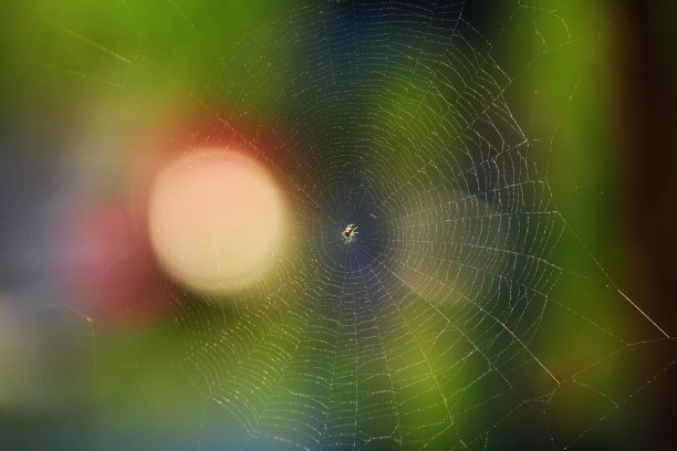 在模糊的散景背景下，蛛网上的蜘蛛的风景照片图片下载