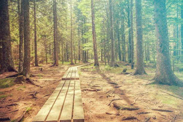 徒步旅行者在前往斯洛文尼亚黑湖的树林中穿过高高的树木的木板路图片下载