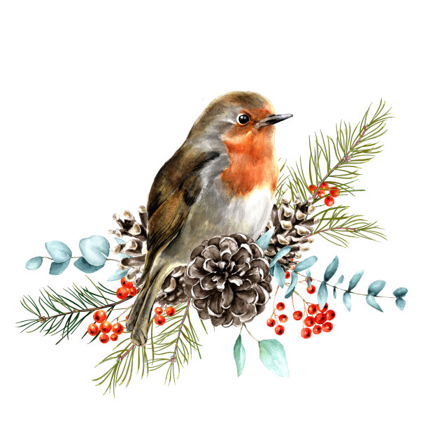 冷杉枝和知更鸟的水彩画圣诞插画图片下载