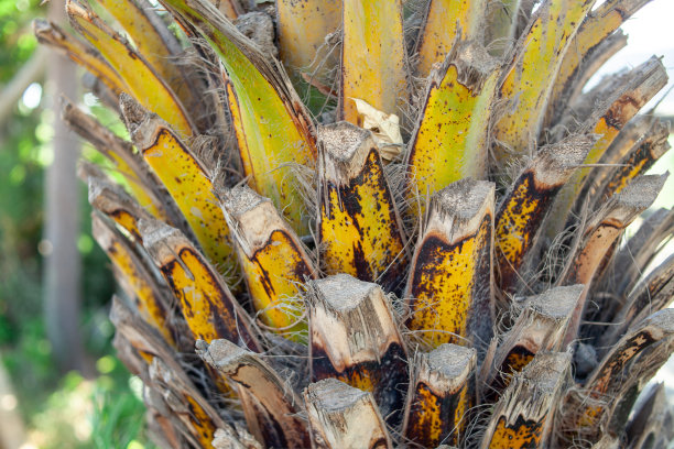 棕榈树干的特写。高大的椰子树树干剪影。油棕树的身体。热带Palmtree树皮。枣椰树树干的粗糙纹理。树皮棕。可可树图片下载