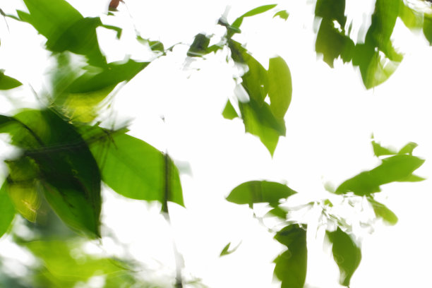 自然抽象-长时间曝光树上的绿叶-有意的相机抖动产生印象派的效果和光线轨迹。图片下载