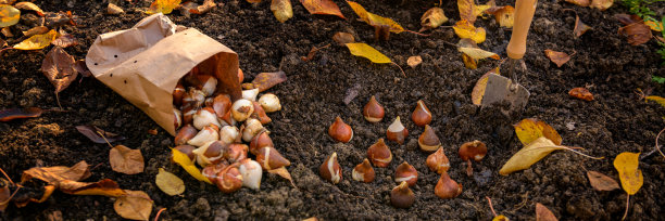在一个阳光明媚的秋日下午，在花坛上种植郁金香球茎。种植郁金香。秋季园艺工作横幅。图片下载