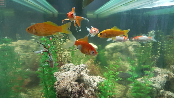 金鱼在有植物的鱼缸里有许多五颜六色的金鱼图片下载