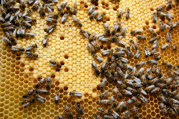 蜂巢上的蜜蜂特写。工蜂在蜂巢上的微距照片。养蜂和蜂蜜生产。俯视图图片下载