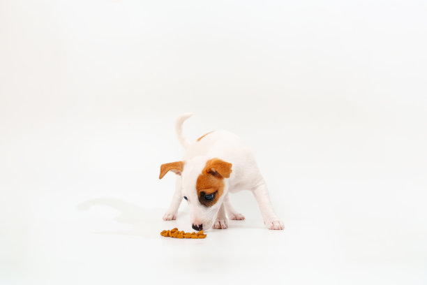 一只杰克罗素梗的小狗在白色背景上吃食物。副本的空间。图片下载
