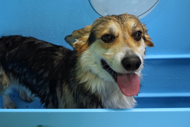 一只湿毛的威尔士柯基犬站在洗浴后的浴室里。图片下载