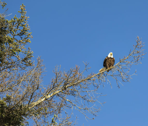 一只栖息在树枝上的美洲秃鹰图片下载