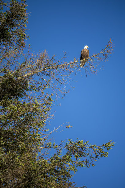 一只栖息在树枝上的美洲秃鹰图片下载
