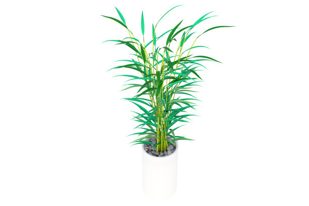 三维插图热带植物在白色的背景上的白色花盆。图片下载