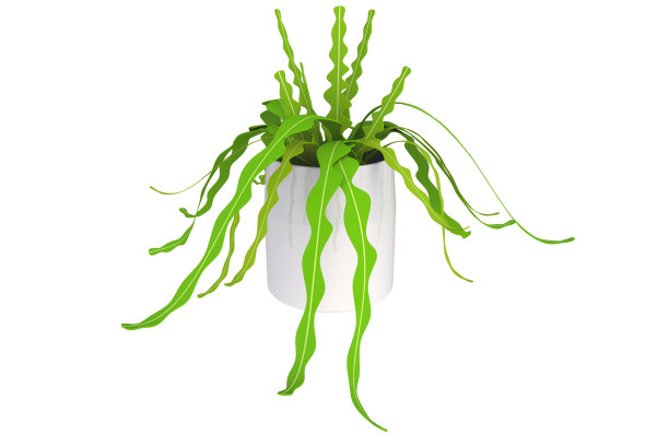 三维插图热带植物在白色的背景上的白色花盆。图片下载