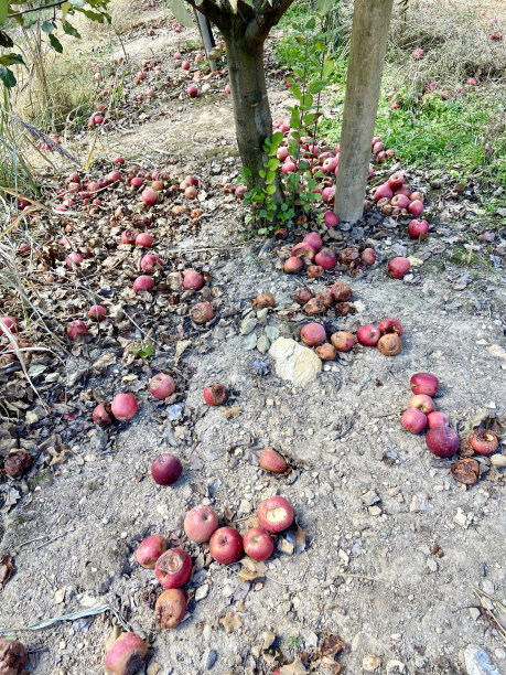 苹果树下腐烂的苹果图片下载