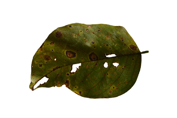 脏叶子，白色背景下的干叶子。图片下载