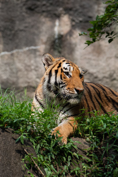 美丽的老虎图片下载