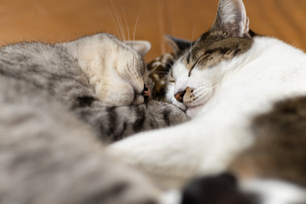 睡觉的猫图片下载