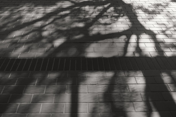 地板上的树影图像(深褐色)图片下载